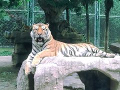 -上海野生动物园