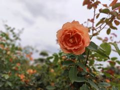 -都江堰玫瑰花溪谷