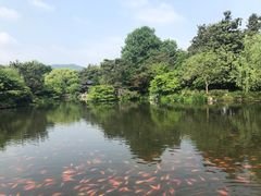 -西湖外事游船(花港观鱼码头)