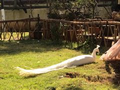 -昆明动物园
