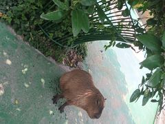 -苏州太湖西山岛开心农场