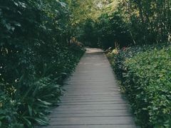 -大屏嶂森林公园
