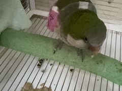 -立德异宠动物医院.兔鸟爬.内窥镜(天河店)