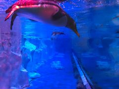 -芜湖新华联大白鲸海洋公园