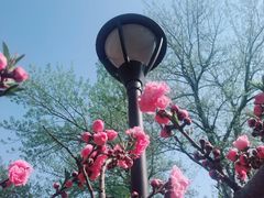 -海棠花溪(元大都城垣遗址公园)