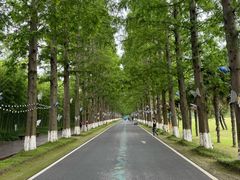 -黄海国家森林公园