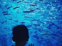 -成都浩海立方海洋公园