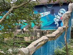 -中国大熊猫保护研究中心雅安碧峰峡基地