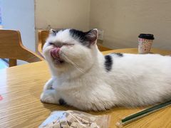 -藏猫猫咖啡主题馆(中央大道店)