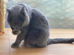 -猫在这儿猫咪咖啡馆·撸猫馆