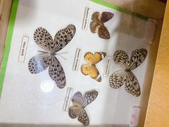 -上海大自然野生昆虫馆(东方明珠·爬宠昆虫探索中心)