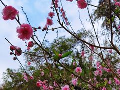 -桃花涧