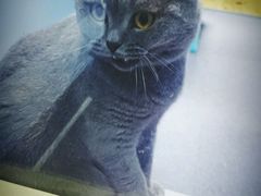 android_upload_pic-喵的天空名猫咖啡馆·撸猫·猫舍·用品