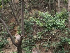-黔灵山公园