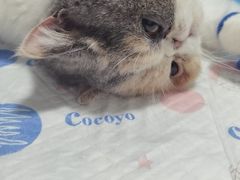 -灵美宠物诊所