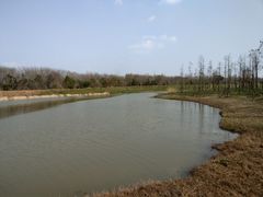 -合肥滨湖国家森林公园