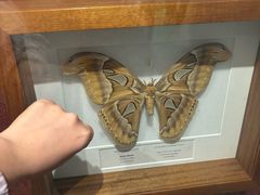 -墨尔本博物馆(Melbourne Museum)