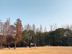 -上海滨江森林公园