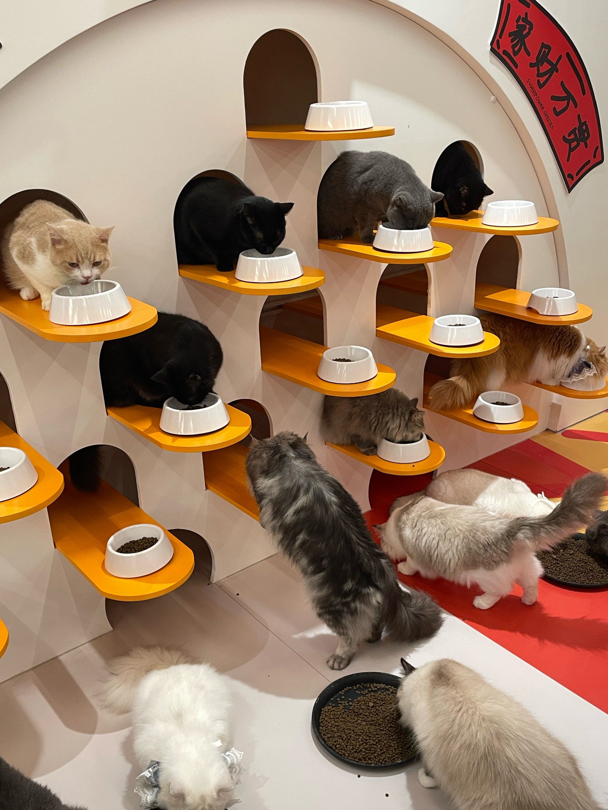 猫咪天地～宠物乐园