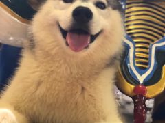 -more than meow吴止猫主题餐厅(承德 中船汇店)