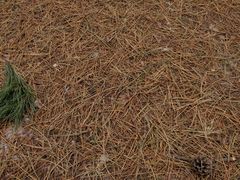 -帽儿山国家森林公园