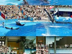 -海合安成都极地海洋公园