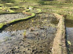 -紫鹊界梯田景区