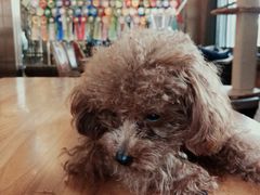 -more than meow吴止猫主题餐厅(承德 中船汇店)