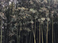 -泰山风景名胜区-普照寺