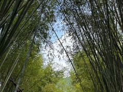 -深圳仙湖植物园
