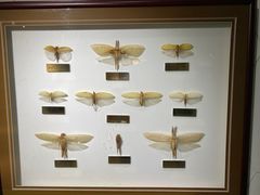 -上海昆虫博物馆