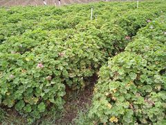 -松山湖梦幻百花洲