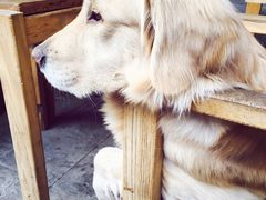 -百好乐宠物友好餐厅(朝外大街店)