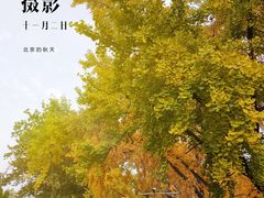 -三里屯东五街银杏大道