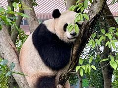-成都大熊猫繁育研究基地