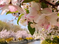 -海棠花溪(元大都城垣遗址公园)