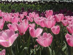 -洛阳郁金香牡丹园