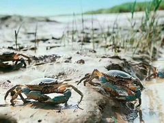 -胖哥俩肉蟹煲(杭州下沙学林街店)