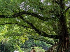 -广州市石门国家森林公园