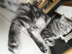-平行世界·猫咖(首经贸店)