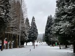 -武陵山森林公园