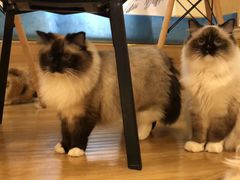 -滚猫咖啡·猫咖·猫友好撸猫(未来城店)