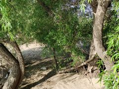 -长白岛森林公园