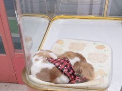 -FAELING PETS美天灵宠物(合生汇店)