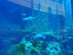 -迪拜水族馆及水下动物园