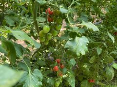 -万源龙顺度假庄园生态观光园