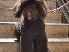 -more than meow吴止猫主题餐厅(承德 中船汇店)