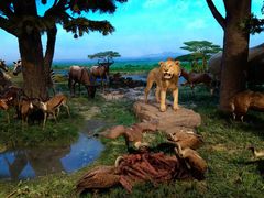 -国家自然博物馆