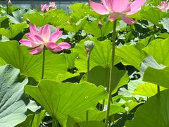 -莲花池公园