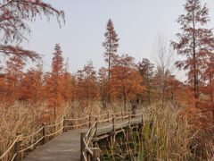 -池杉湖湿地公园